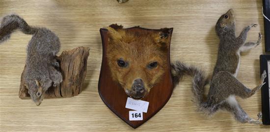 A taxidermy fox head and two squirrels